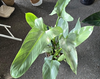 The 6 Inch Pot - 20&quot;+ Tall XL Philodendron Silver Sword, Also Known As Philodendron Hastatum - Beautiful House Plant - Get One Similar