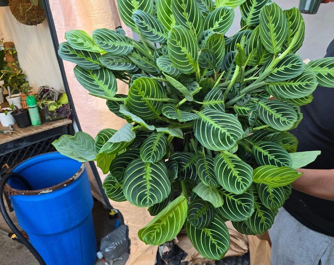 The 8" Pot - XL Jumbo Thorsen'S Greenhouse Live Lemon Lime Prayer Plant, Marantha Leuconeura, Live Indoor Plant, 8" Hanging - Get Similar
