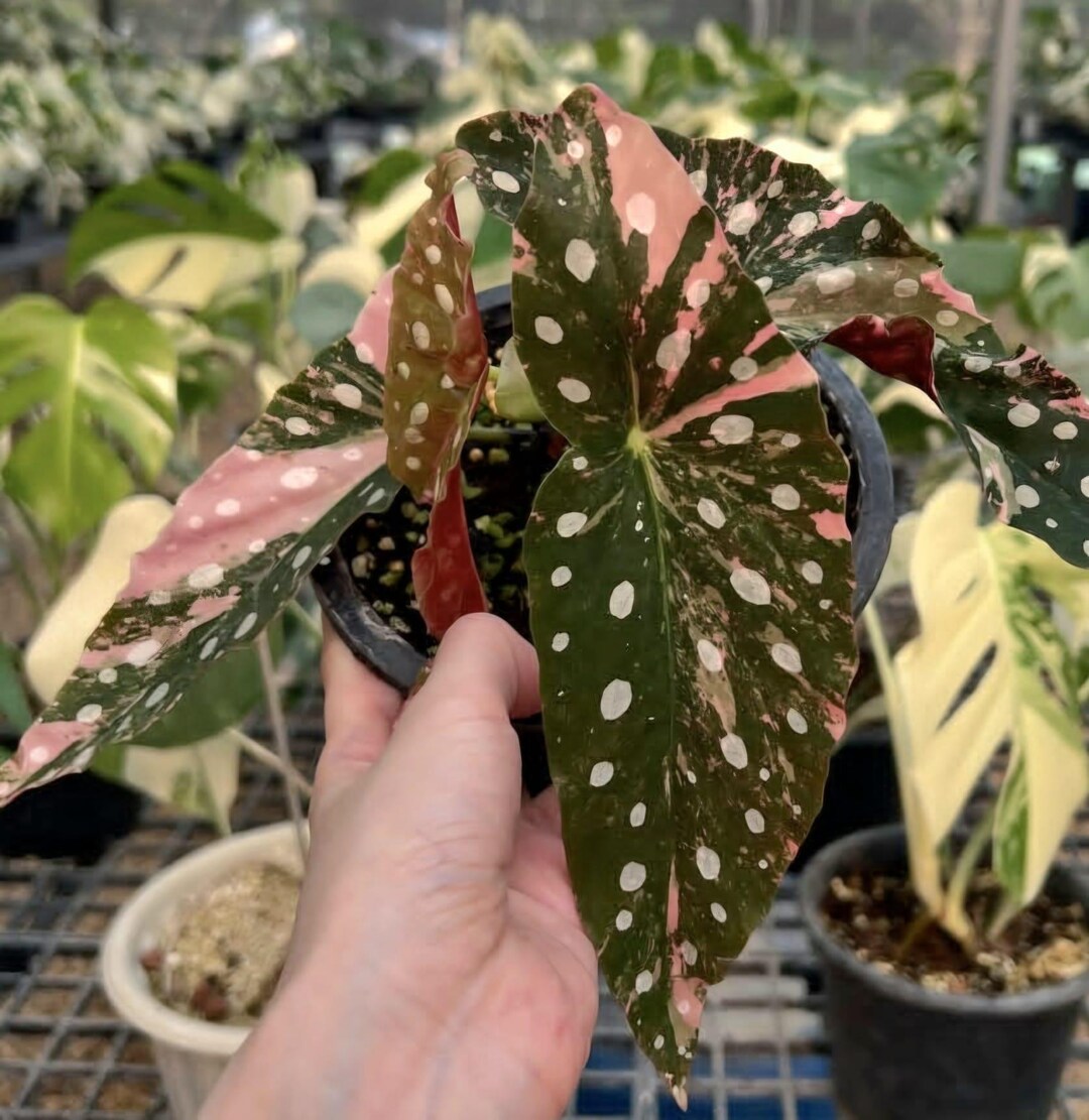 Begonia Maculata Pink