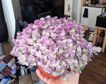 The 6 inch pot- Live Succulent Callisia Repens &quot;Pink Lady&quot; Turtle Vine, Succulents Plants Live Fully Rooted House Plant for Home Decor - Get