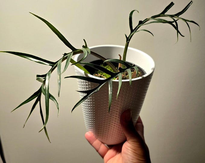 The 4 inch pot ceramic pot - Philodendron "Tortum"  - Exact plant! Pictured August 4, 2024