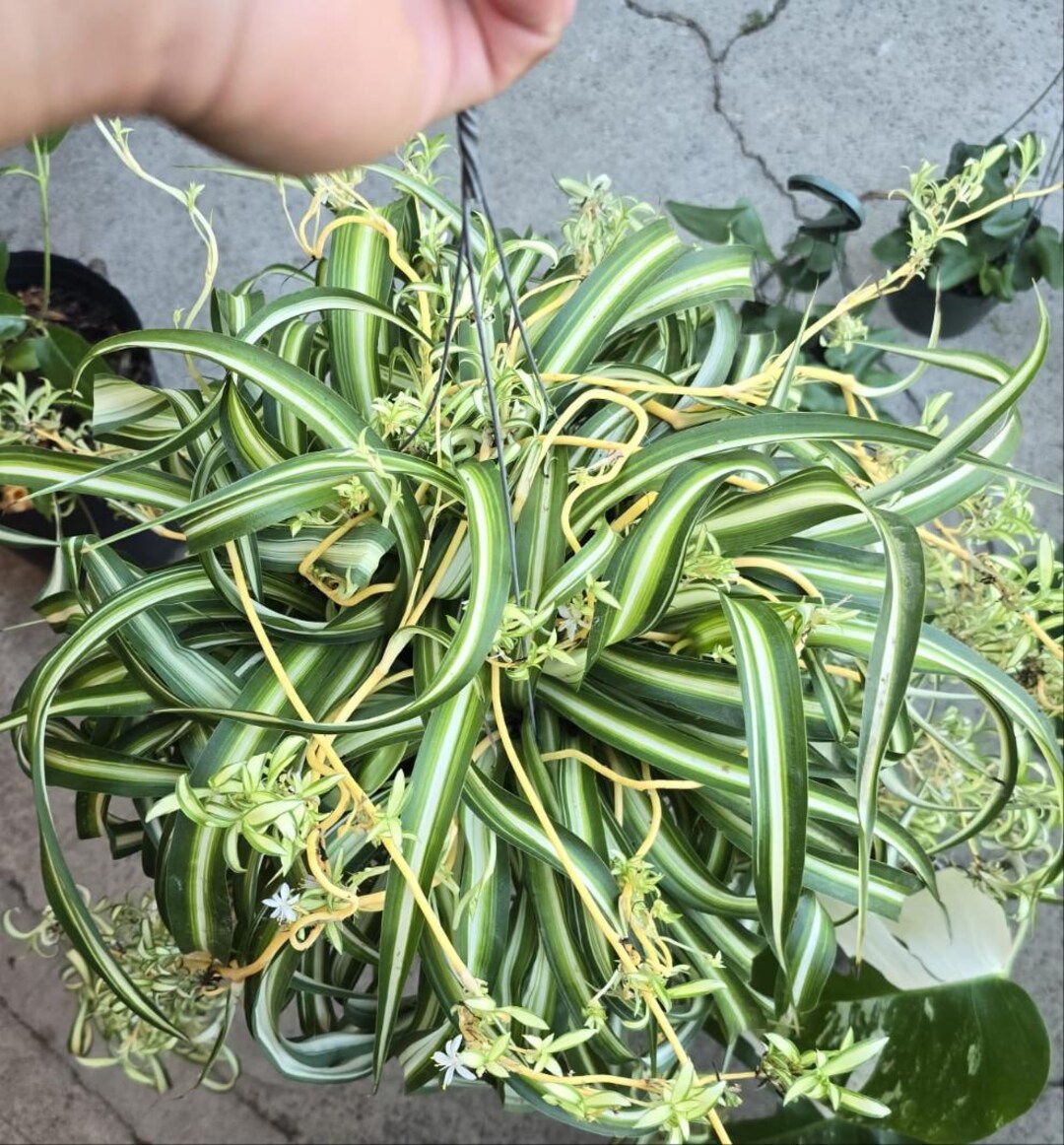 Curly Spider Plant Hanging Basket 6 Inch Pot Easy Care - Etsy
