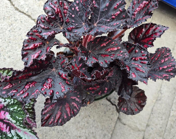 Easy care Begonia Rex 'Etna' super red in 6 inch pot, plant indoor outdoor - Get similar