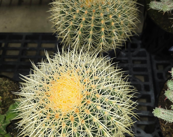 The 6 inch Pot - Golden Barrel Cactus - Get similar to the picture