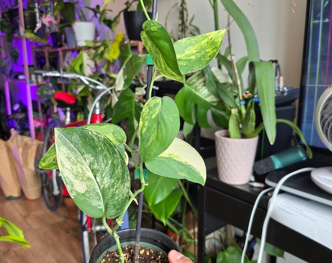 The 4 inch pot- Scindapsus Jade Satin Pothos Rare Find collection Item - Exact Plant Sep 11, 2024
