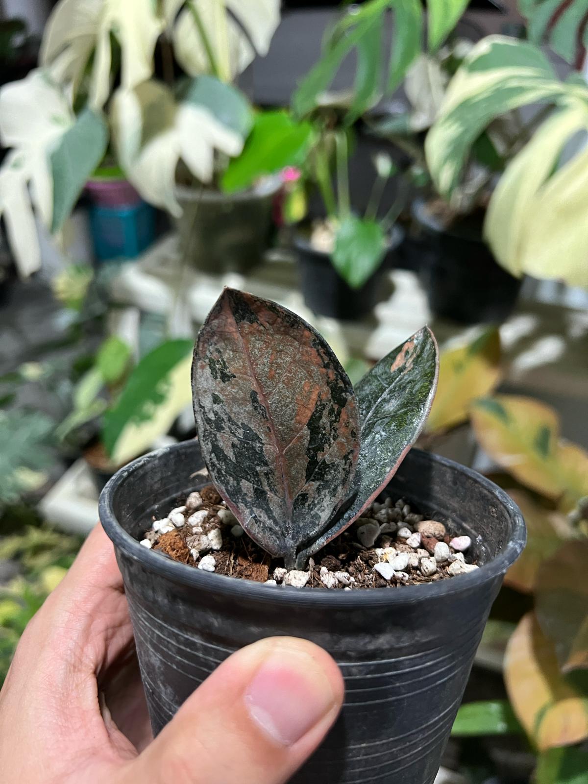 その他観葉植物 zamioculcas zamiifolia raven black pink Zamioculcas Zamiifolia Raven Black Pink Orange Variegated
