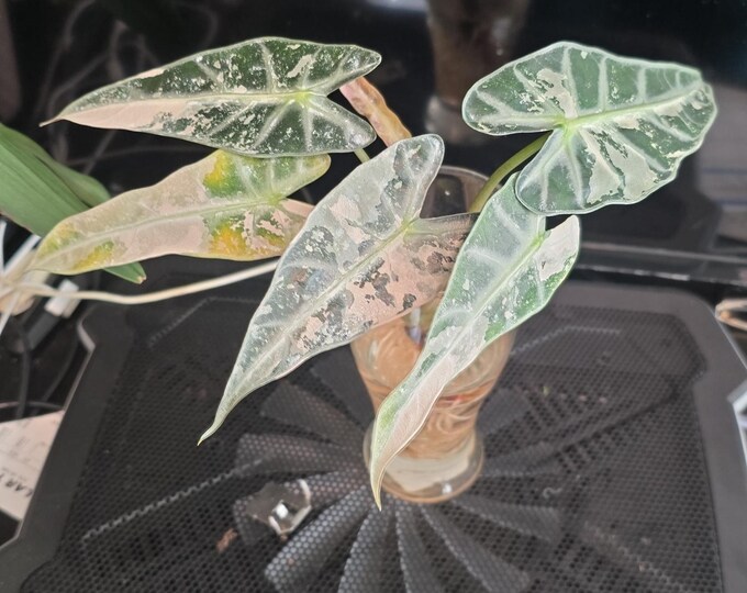 The (Ug-58)Root In Moss 4+ Leaves - Alocasia 'Bambino' Variegated Rare Plant- Get Similar To The Picture