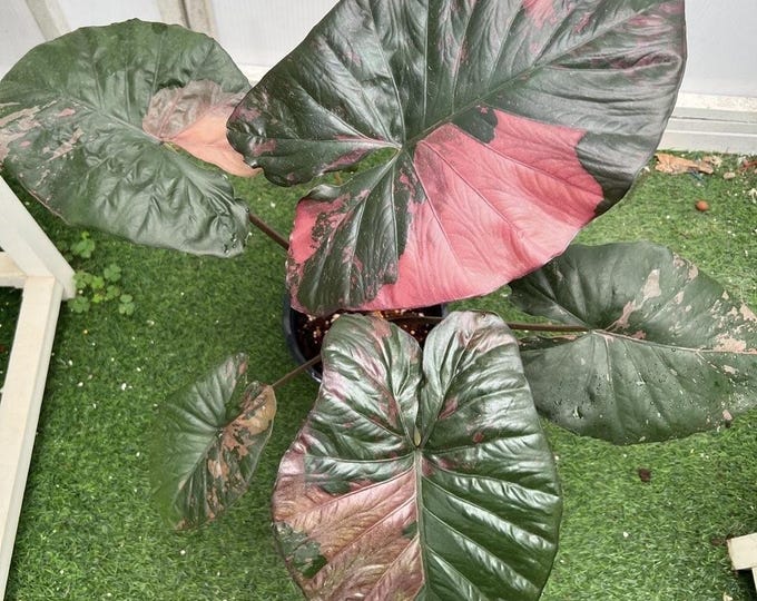 Alocasia 'Serendipity' XL Variegated Rare Plant, Get Similar To The Picture