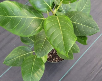 8" Pot - XL size Ficus elastica Yellow Gem Rubber Tree - Get one similar to picture