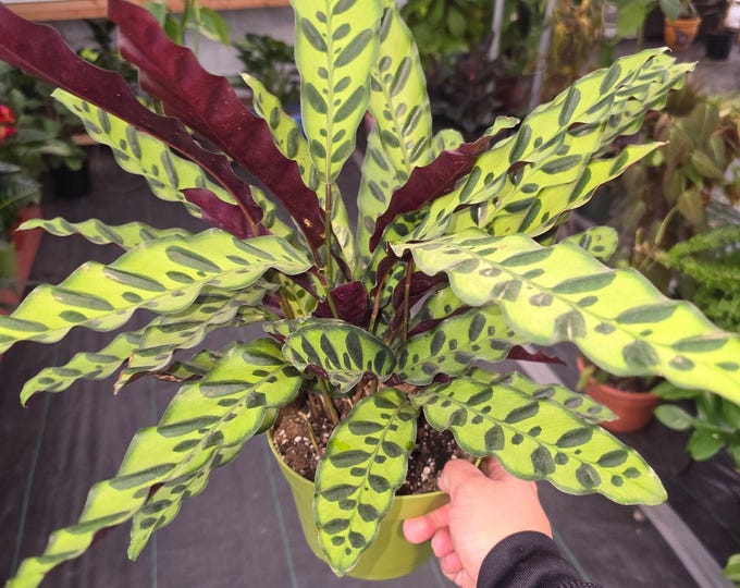 The 6 Inch Pot XL Plant - Calathea Rattlesnake Prayer Plant - Easy Care - Air Purifier Indolr Live Plant Get Similar To The Picture