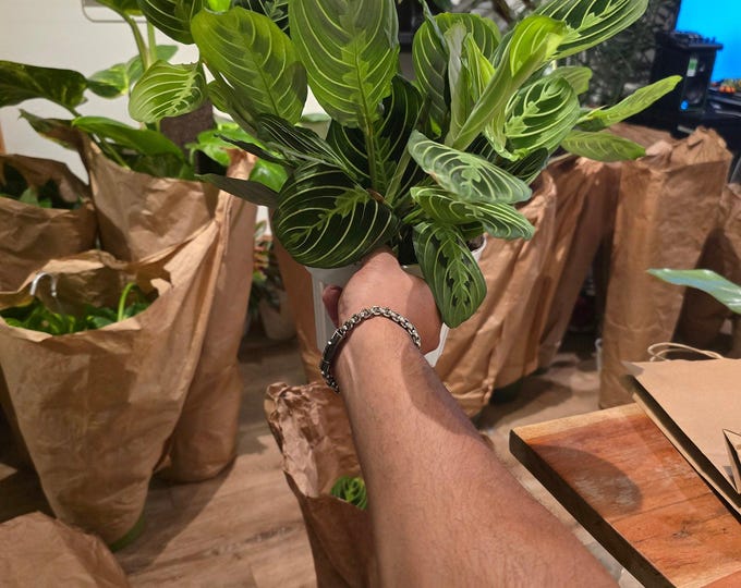 The 6 inch pot -Lemon Lime Prayer Plant Marantha, Popular and Attractive houseplant, Gorgeous Live Indoor Plant, Easy Care-Get similar to th