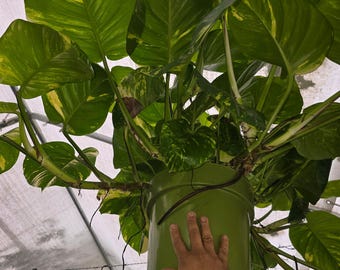The 10 Inch Pot - 2.5 Ft Tall Giant Hawaiian Pothos Plant, Get Them Just Like The Picture!, In Usa.