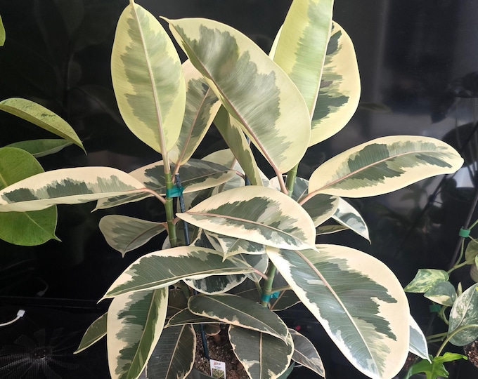 The 8" Pot - XL Size Ficus Elastica "Tineke" Variegated Rubber Tree - Get One Similar To Picture