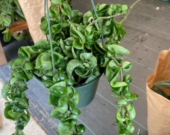 The 6 inch pot - Hoya Compacta aka Hoya Compacta Hindu Rope in Hanging Pot Live  #018