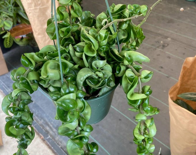 The 6 inch pot - Hoya Compacta aka Hoya Compacta Hindu Rope in Hanging Pot Live  #018