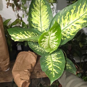 The 6 inch Pot- Big 2 ft. tall Dieffenbachia Dumb Cane Indoor Plant easy care air Purifier- Get similar to picture!