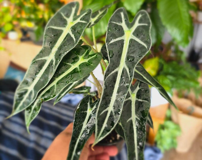 The 4 inch pot - Bambino Alocasia Fancy House Plant Easy Care