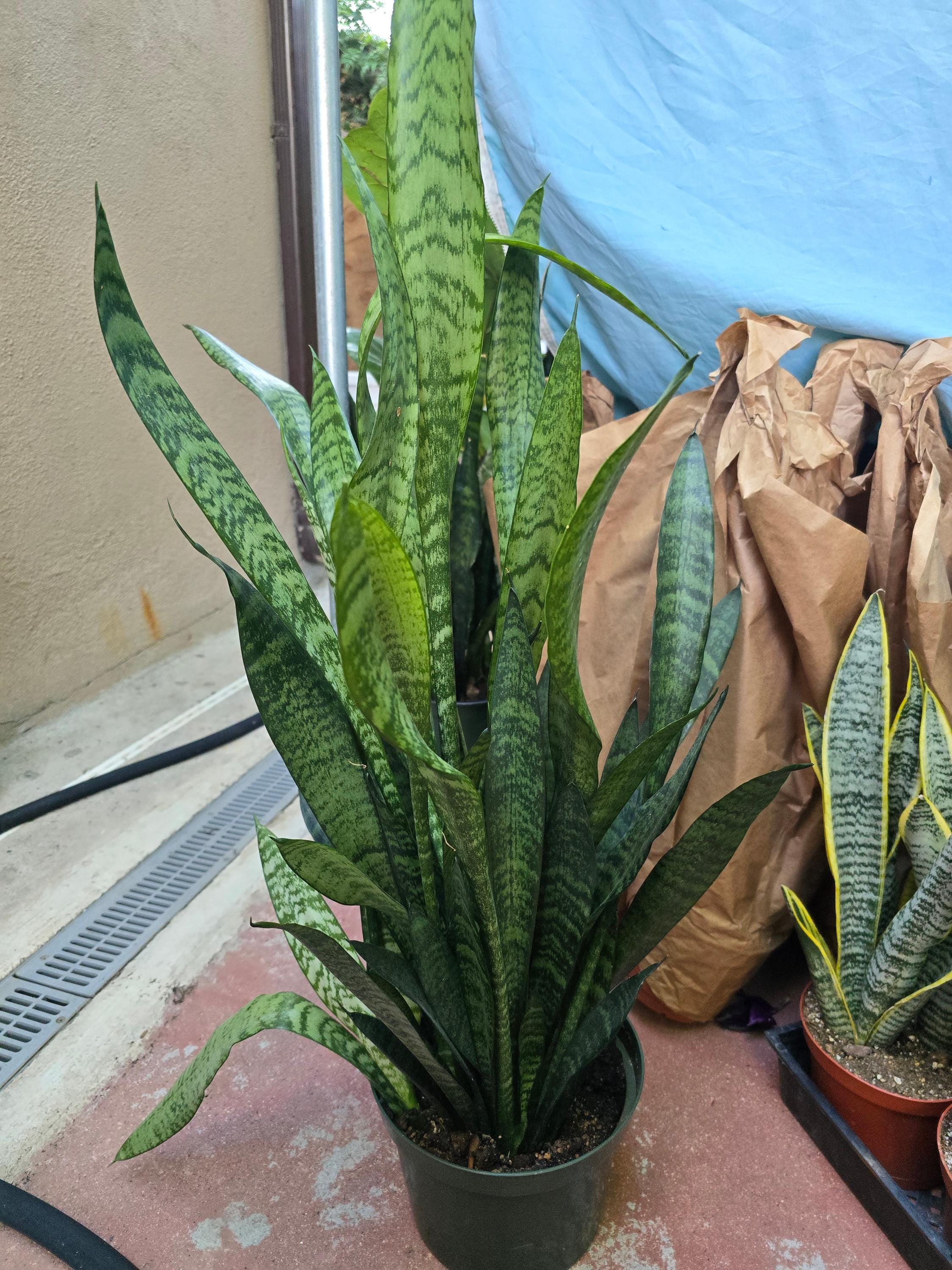 sansevieria fernwood Sansevieria Fernwood For Sale Including Care Guide