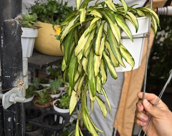 The 6 inch Pot - Hoya Huayetti Variegated, very Rare! hanging plants.