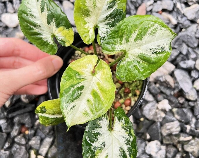 The (Ug-67)Root In Moss 4+ Leaves - Syngonium 'Scrambled Egg' Variegated Rare Plant- Get Similar To The Picture