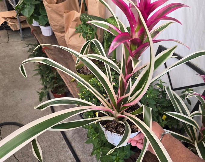 The 6 Inch Pot- Xl- 2 Ft -Variegated Bromeliad Guzmania - Aka Purple Stripes -Variegated Foliage - Beautiful Indoor Plant - Get Similar To T