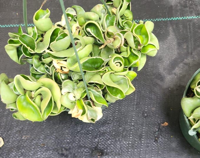 6" pot - Variegated Hoya Compacta aka Hindu Rope in Hanging Pot Live Hoya Plant Air-Purifying Plant - Get similar as picture