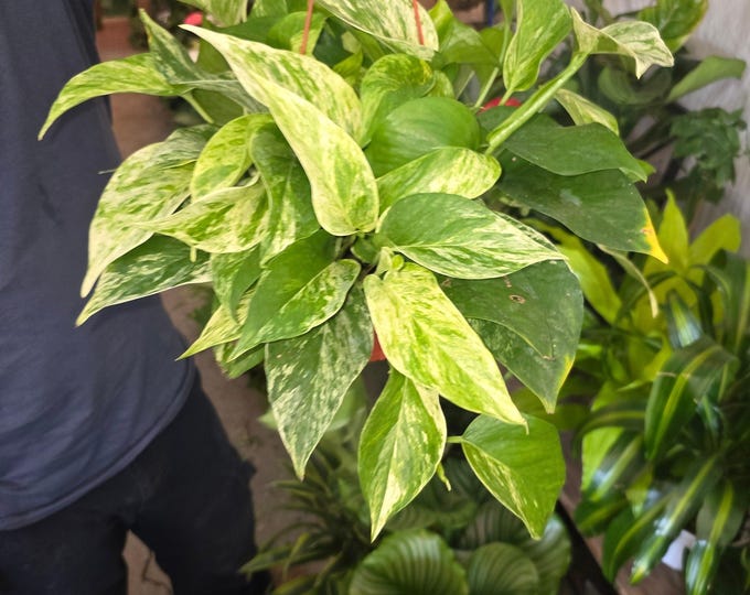 The 6 inch pot - Marble Queen Pothos hanging pot - Get similar to the picture