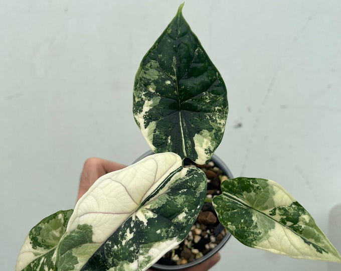 Alocasia 'Dragon Scale' Variegated Rare Plant- Get Similar, 4 leaves +