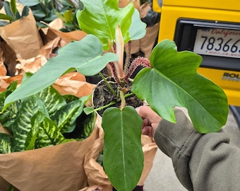 The 4 Inch Pot- Philodendron Squamiferum  Red Bristle Philodendron - Rare  - Get Similar to the Picture - Etsy