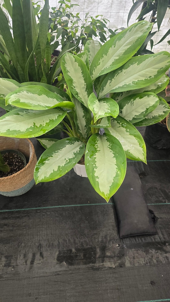 bushy snake plant Snake Plant (Sansevieria Trifasciata Laurentii) main image 1