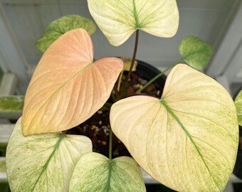 The (Ug-38)Root In Moss 5+ Leaves, Full Plant - 'Homalomena Mint' Variegated Rare Plant- Get Similar To The Picture