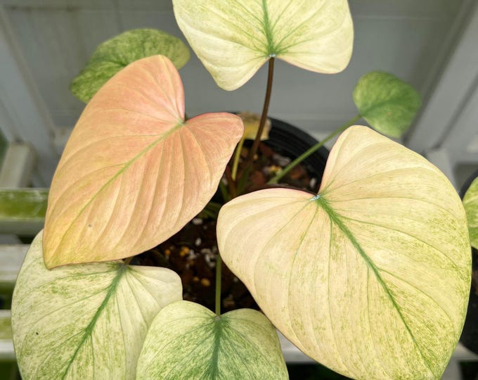 The (Ug-38)Root In Moss 5+ Leaves, Full Plant - 'Homalomena Mint' Variegated Rare Plant- Get Similar To The Picture