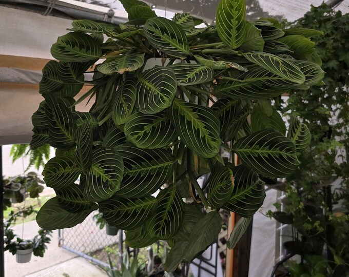 The 8" Pot - XL Plant Lemon Lime Prayer Plant, Huge Beautiful Plant- Get Similar To Picture