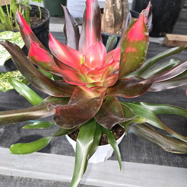 6" Pot - XL Live Plant Bromeliad Neoregelia (Medusa) - Get similar to the picture