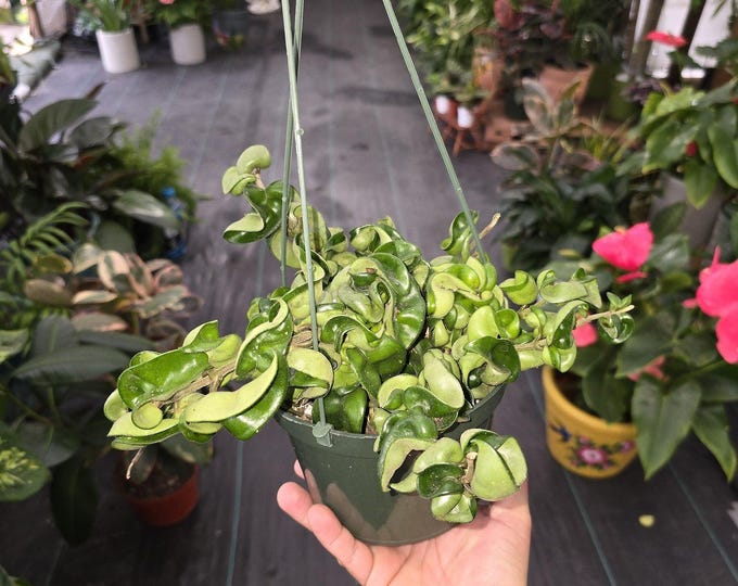 The 6 inch pot - Hoya Compacta aka Hoya Hindu Rope in Hanging Pot Live Hoya Plant Air-Purifying Plant Hoya Compacta - Get similar as picture