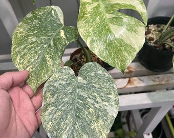 The (Ug-13)Root In Moss 3-4 Leaves- Monstera Delisiosa 'Legacy' Variegated Rare Plant- Get Similar To The Picture