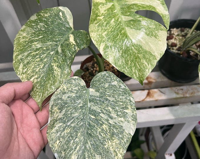 The (Ug-13)Root In Moss 3-4 Leaves- Monstera Delisiosa 'Legacy' Variegated Rare Plant- Get Similar To The Picture
