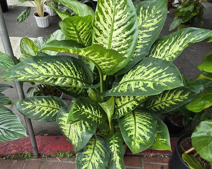 The 10 Inch Pot- Giant XL 3.5-4 Ft. Tall Dieffenbachia Dumb Cane Indoor Plant Air Purifier Beautiful Decor - Get Similar To The Picfure