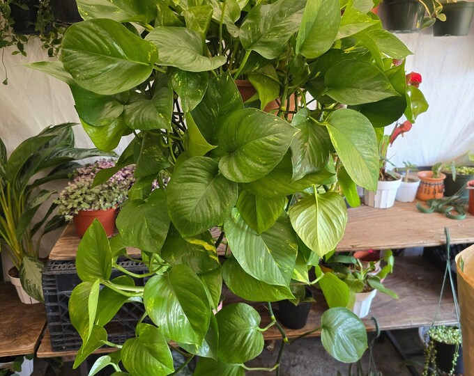 The 8 Inch Pot- XL Golden Pothos Hanging Plant Elegant Air Purifier Big Bushy Plant- Get Similar To Picture