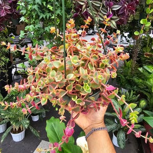 The 6 inch Pot-Calico Kitten Hanging Succulent, Crassula Pellucida Variegata - Get similar to picture