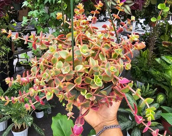 The 6 inch Pot-Calico Kitten Hanging Succulent, Crassula Pellucida Variegata - Get similar to picture