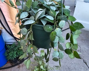 6" Pot-XL Hoya Krohniana Eskimo Live Rare House Plants (All Plants are Fully Rooted Plants!) - Get similar size to picture
