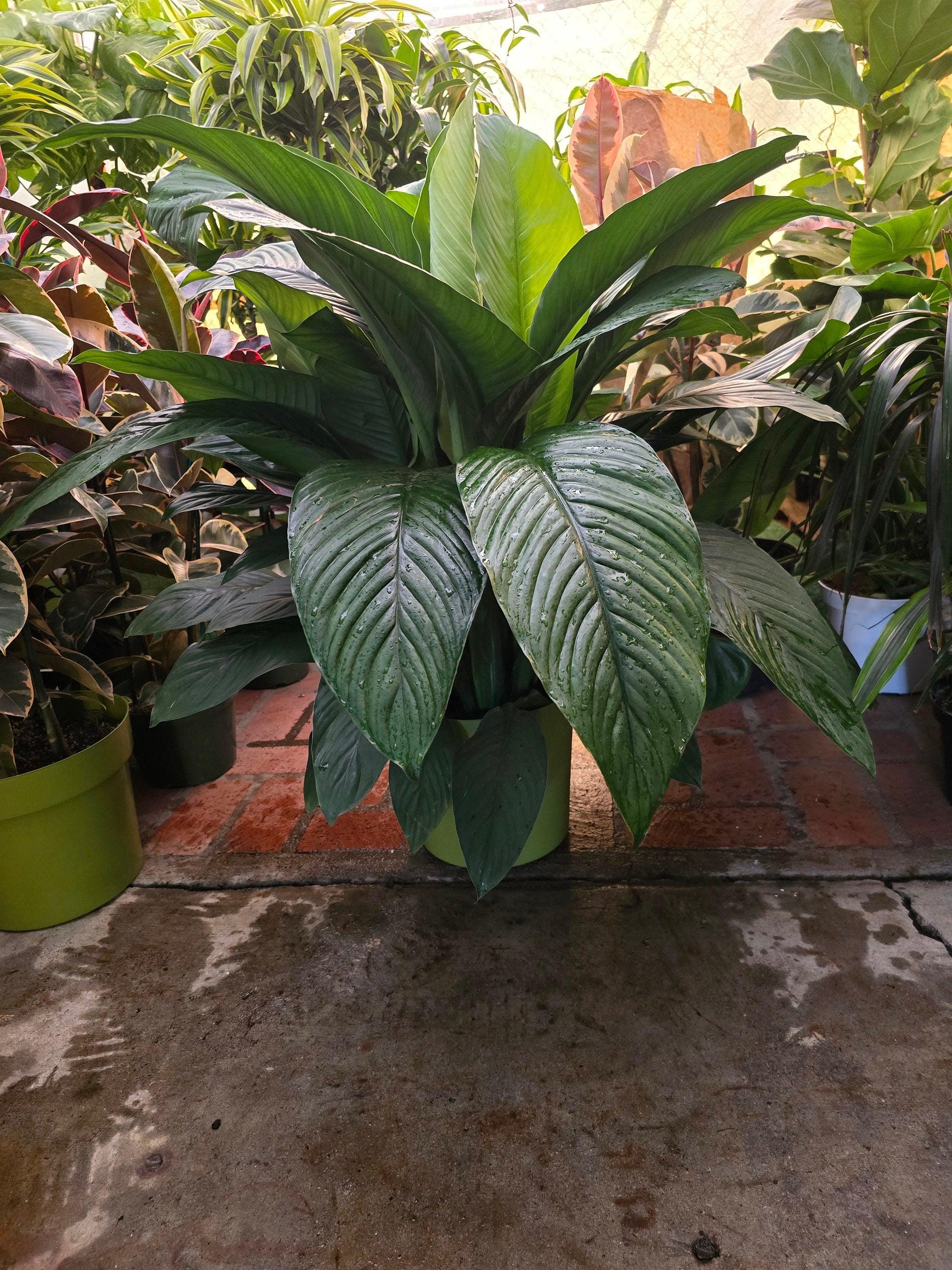 black pothos Pothos N'joy Live Houseplant