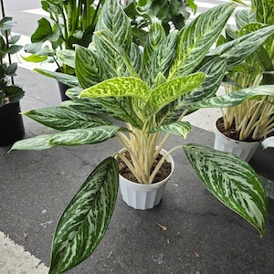 6" Pot-XL plant Aglaonema Golden Madonna, Variegated, Easy Care Houseplant, Air-Purifying Indoor Plant - Get similar to the picture