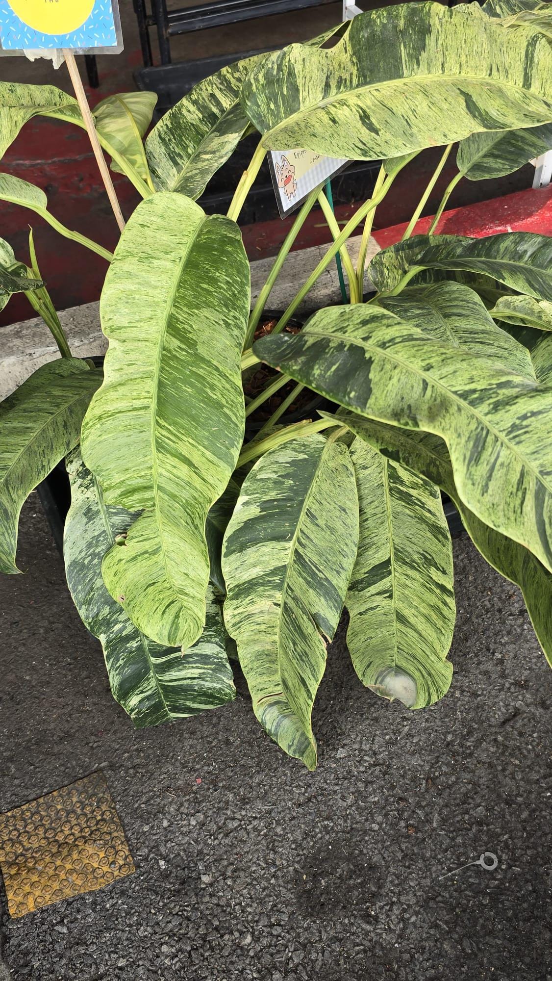 Epipremnum Giganteum Marble Aurea big plant rooted in moss easy care