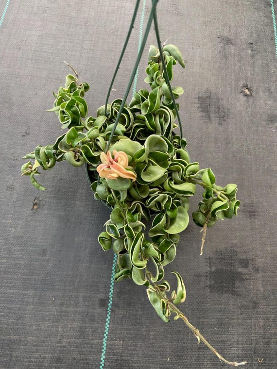 The 6 inch pot - Variegated Hoya Compacta aka Hoya Hindu Rope in Hanging Pot Live Hoya Plant Air-Purifying Plant Hoya Compacta - Get similar