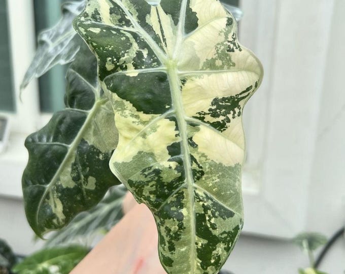 The (Ug-57)Root In Moss 3+ Leaves - Alocasia 'Amazonica' Variegated Rare Plant- Get Similar To The Picture