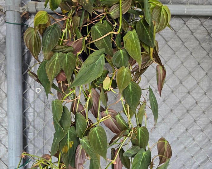 The 8 inch Pot - 2-3 ft long Big Long Philodendron Micans Hanging plant - Get similar to the picture