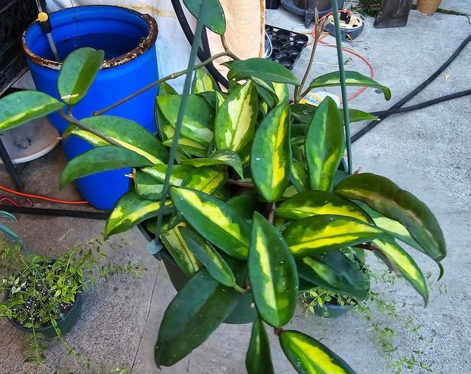 The 6 inch Pot- Hoya Carnosa Tri Color Easy Care low water - Get similar to picture