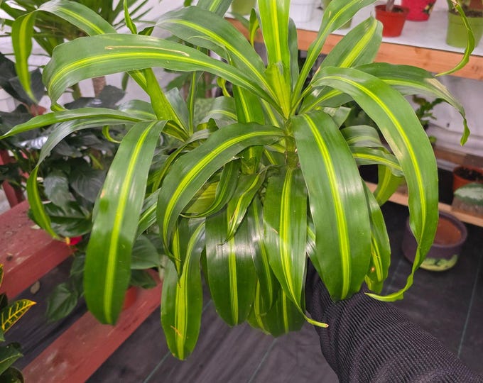 The 6 inch Pot, 12" ish tall - Dracaena "Hawaiian Sunshine" Palo de Brasil for indoor - Get one similar to picture - Live Plants online